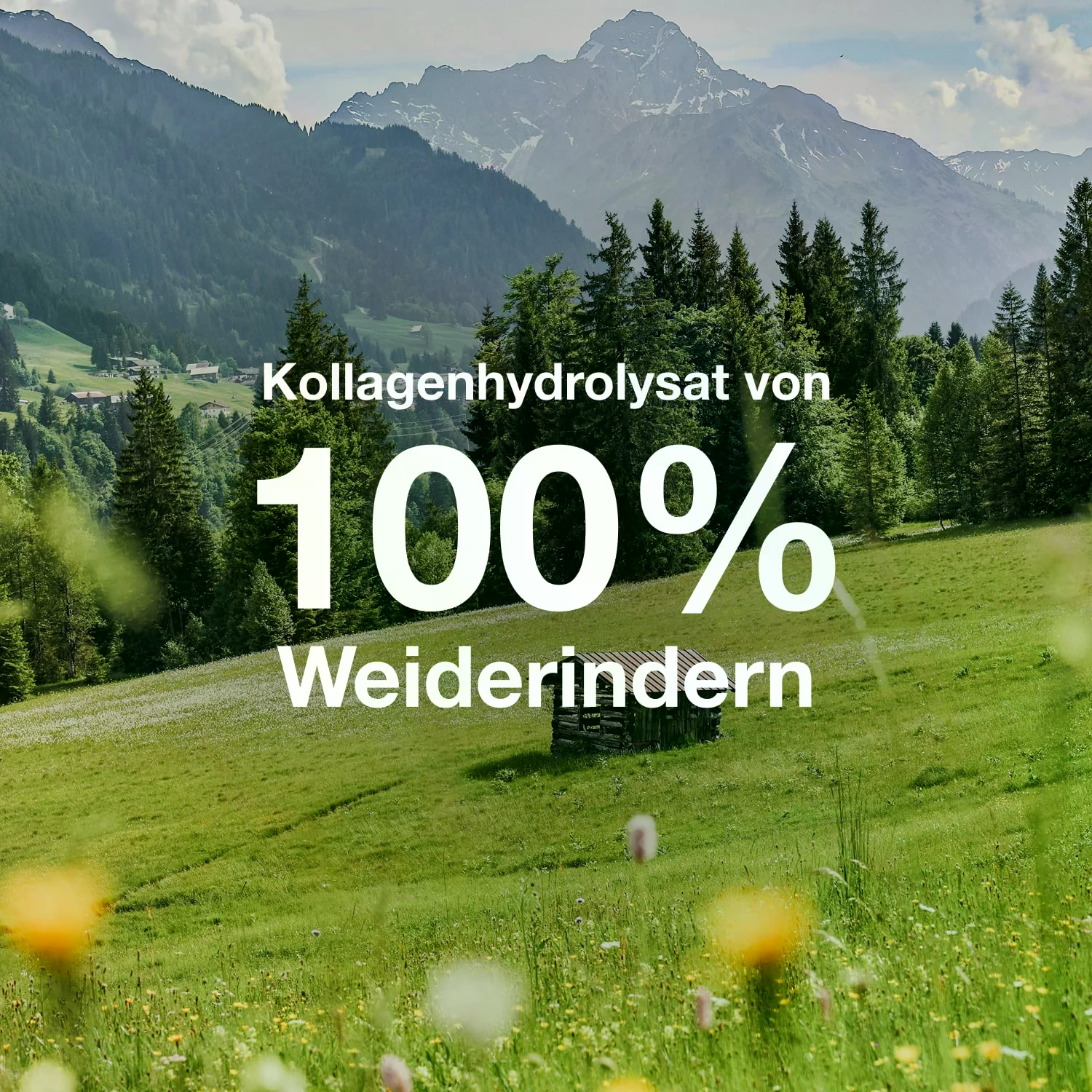 Kollagen (700g)