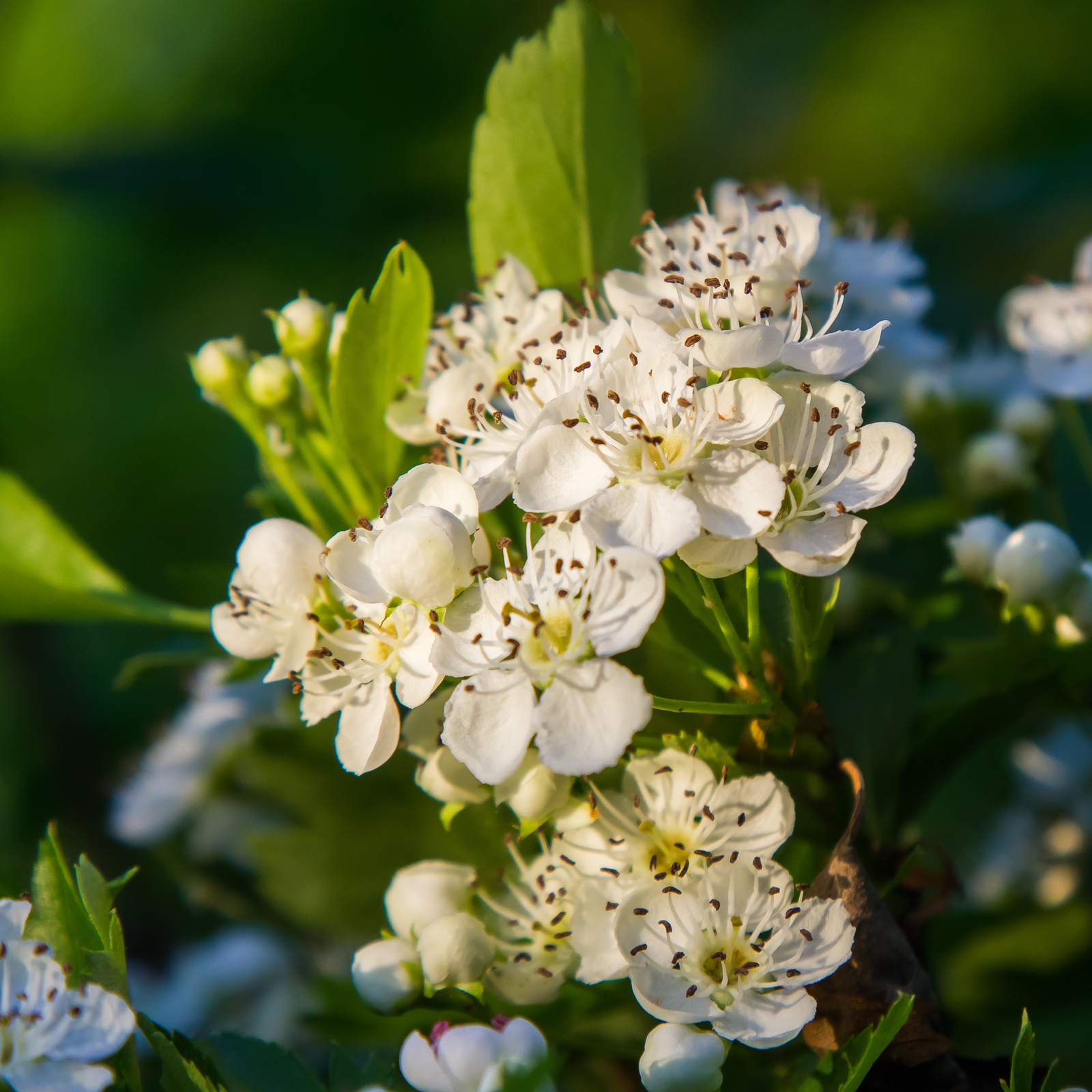 Weißdornblätter mit Blüten geschnitten (500g)